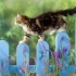 Mačka u zemlji: kako pripremiti web mjesto za dolazak kućnog ljubimca